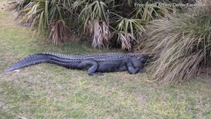 Tourists Who Threw Carrots at Alligator Facing $200 Fines, 30 Days in Jail