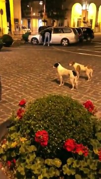 Deux hommes à scooter vs Deux chiens