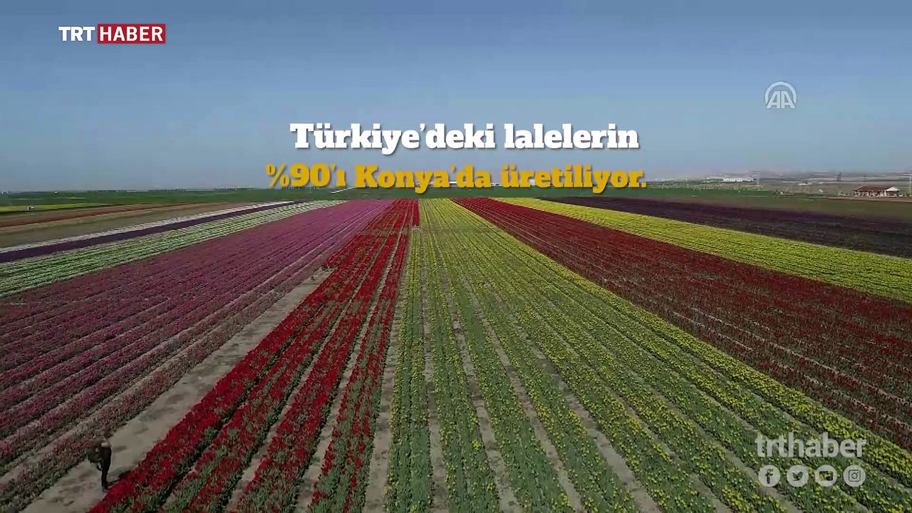Konya'nın laleleri yurdun dört köşesinde