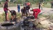 Cows rescued from falling into tarmac pits