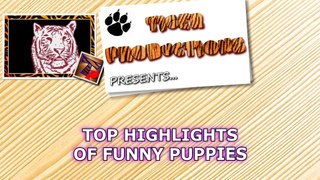 TOP HIGHLIGHTS of FUNNY PUPPIES that will make you LAUGH - Funny DOG compilation