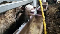 Australia: denuncian pésimas condiciones en traslado de ovejas