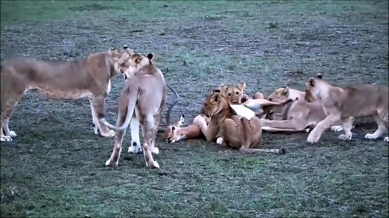 Most Amazing Wild Animal Attacks, Lions, rhino, antelopes , crocodile, buffalo