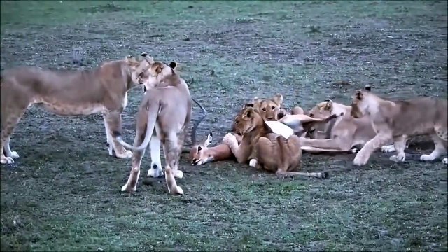 Most Amazing Wild Animal Attacks, Lions, rhino, antelopes , crocodile, buffalo