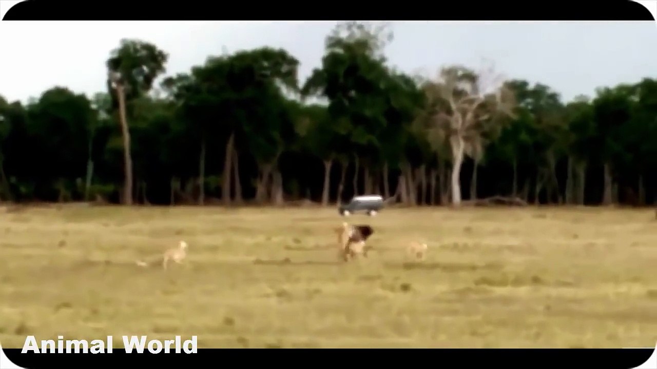 Most Amazing Wild Animal Attacks - Lion, Elephant, Giraffe, Zebras - Buffalo vs Lion