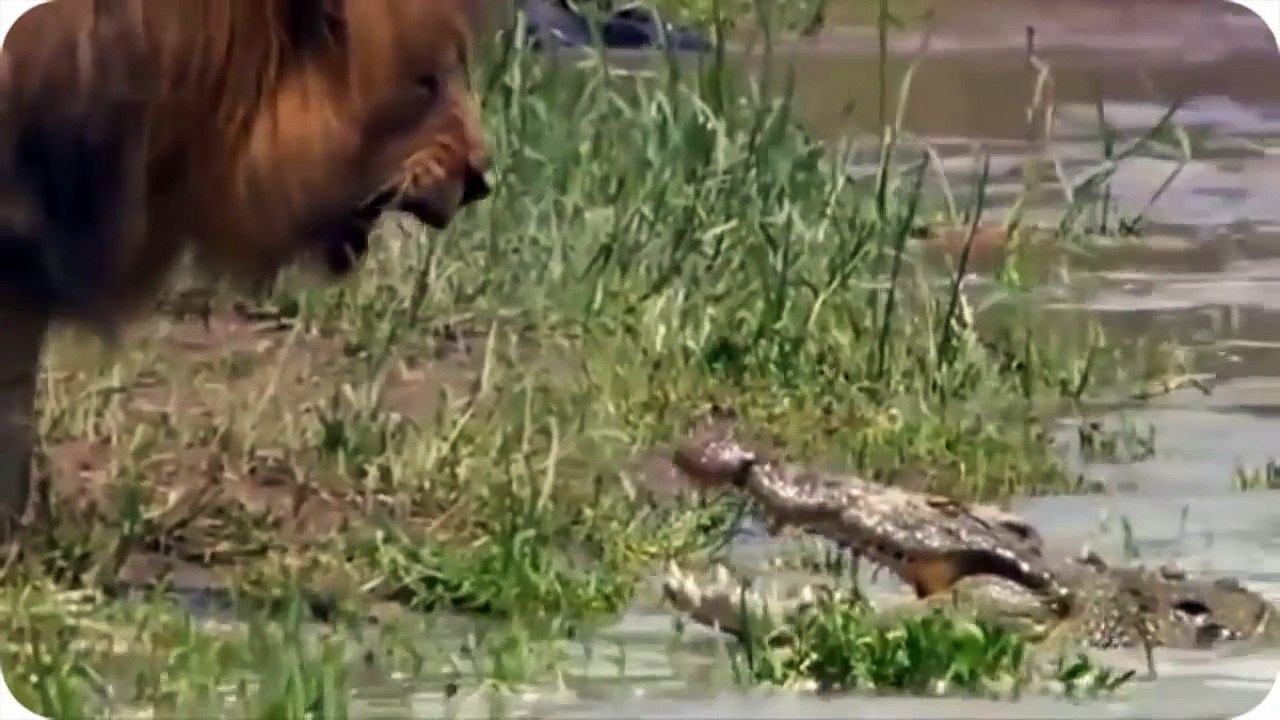 Most Amazing Wild Animal Attacks ,lion, tiger, anaconda, deer, crocodiles, hyenas