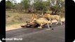 Most Amazing Wild Animal Attacks , 15 CRAZIEST Animal attacks Caught On Camera