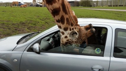 Giraffe Smashes Car Window At West Midlands Safari Park