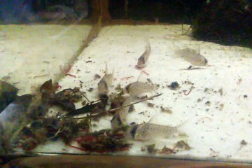 Corydoras kanei "Rio Demeni"