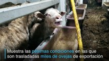 Denuncian pésimas condiciones en traslado de ganado en Australia