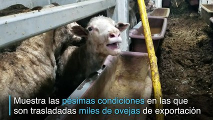 Denuncian pésimas condiciones en traslado de ganado en Australia