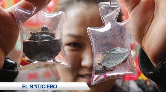 Llaveros hechos con animales vivos en China