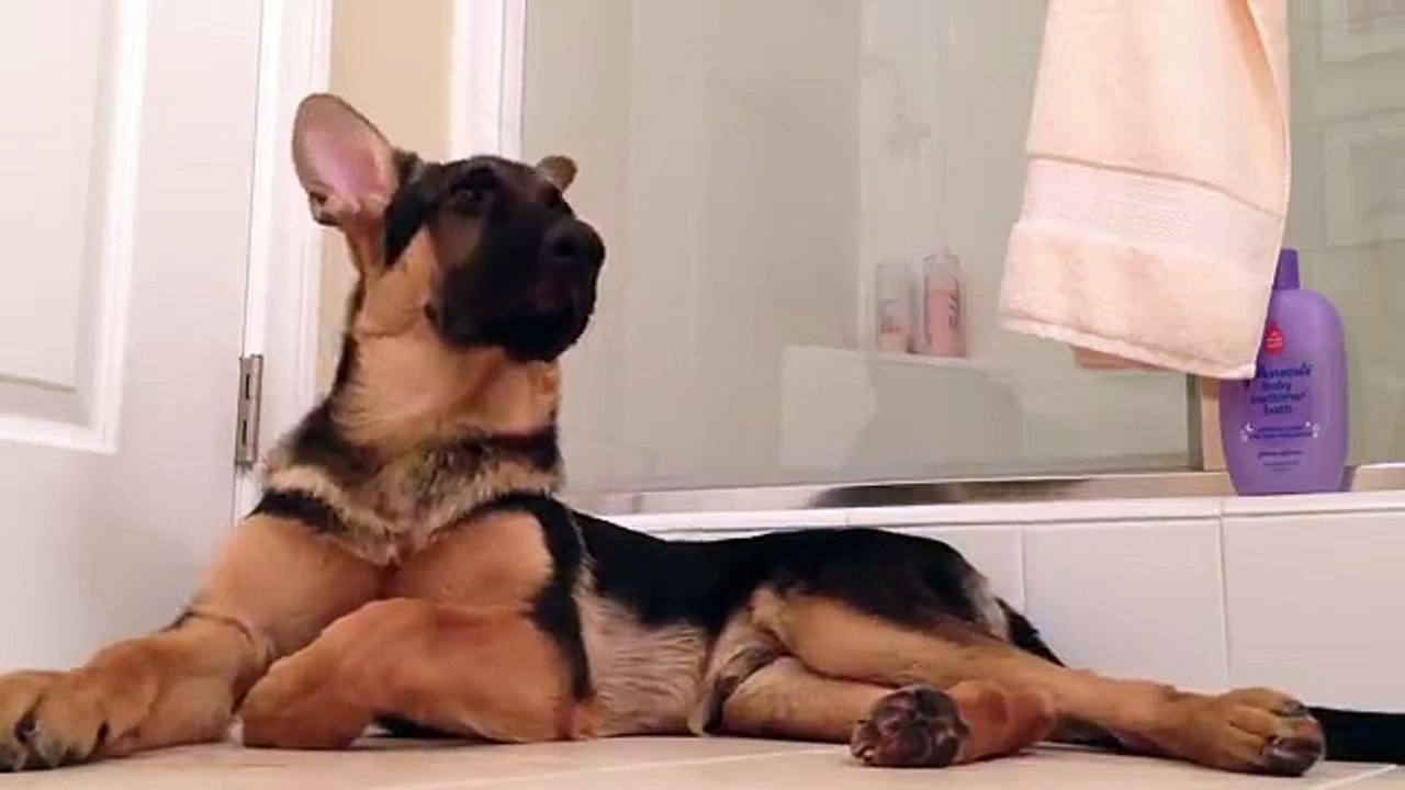 Sahibi İle Konuşan Alman Çoban köpeği