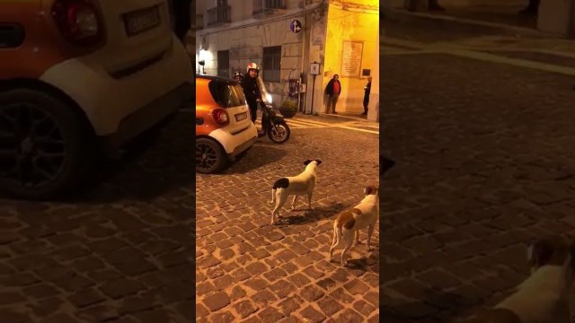Deux hommes à scooter vs Deux chiens (Italie)