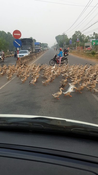 Caution Ducks Crossing