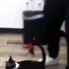 oyun oynarken çöp tenekesine uçan kedi