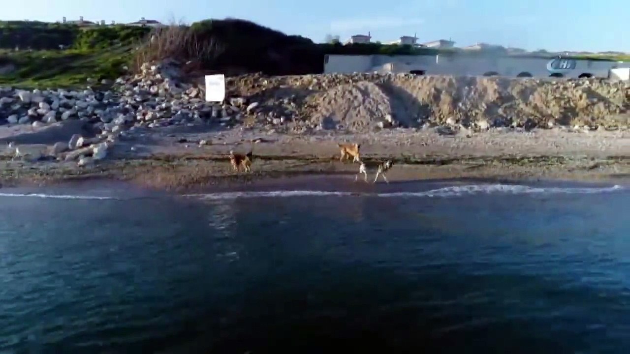 köpeklerin drone ile imtihanı