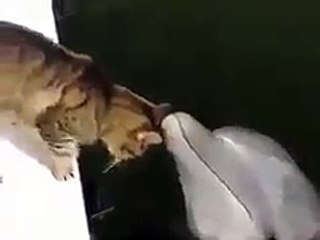 Yunus balığına aşık olan kedi