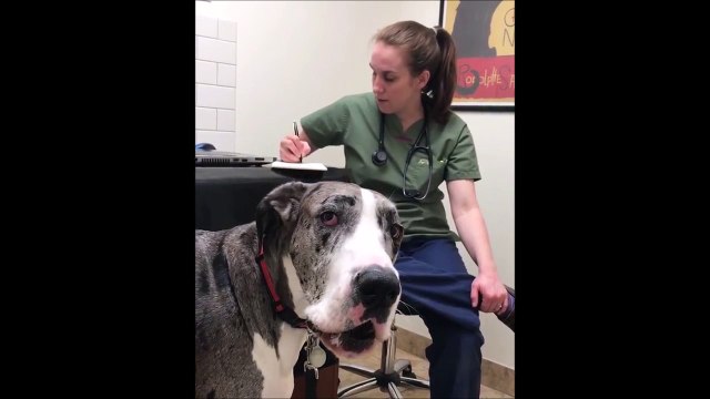 Quand ton chien simule chez le vétérinaire...