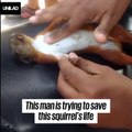 Il réussit à réanimer un écureuil en arret cardiaque. Incroyable