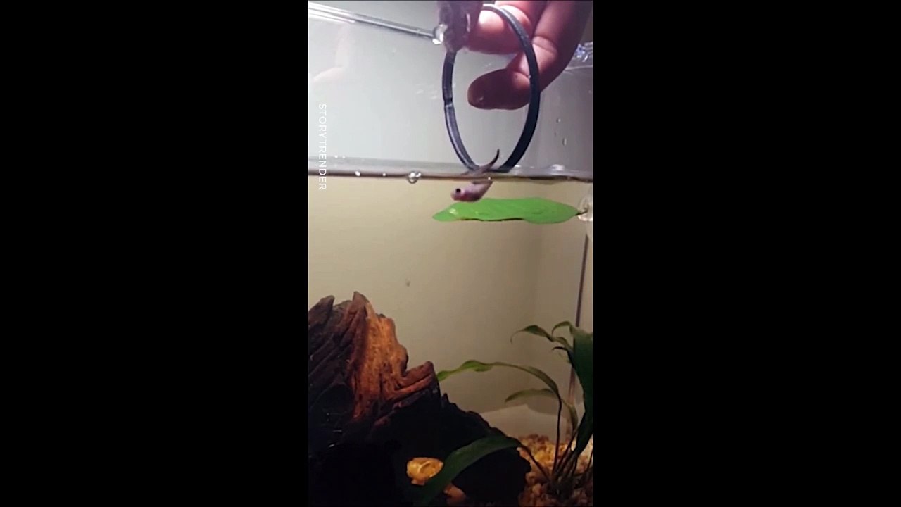 Il a dressé son poisson rouge pour qu'il saute dans un cerceau