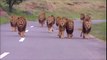 Ces passagers d'une voiture ont vu 13 lions approcher d'eux. Terrifiant et incroyables