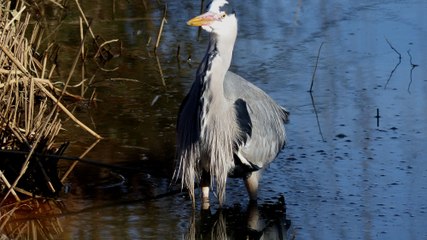 Kinderboerderij de Trotse Pauw - het voorjaar nadert.../ Spijkenisse 2018