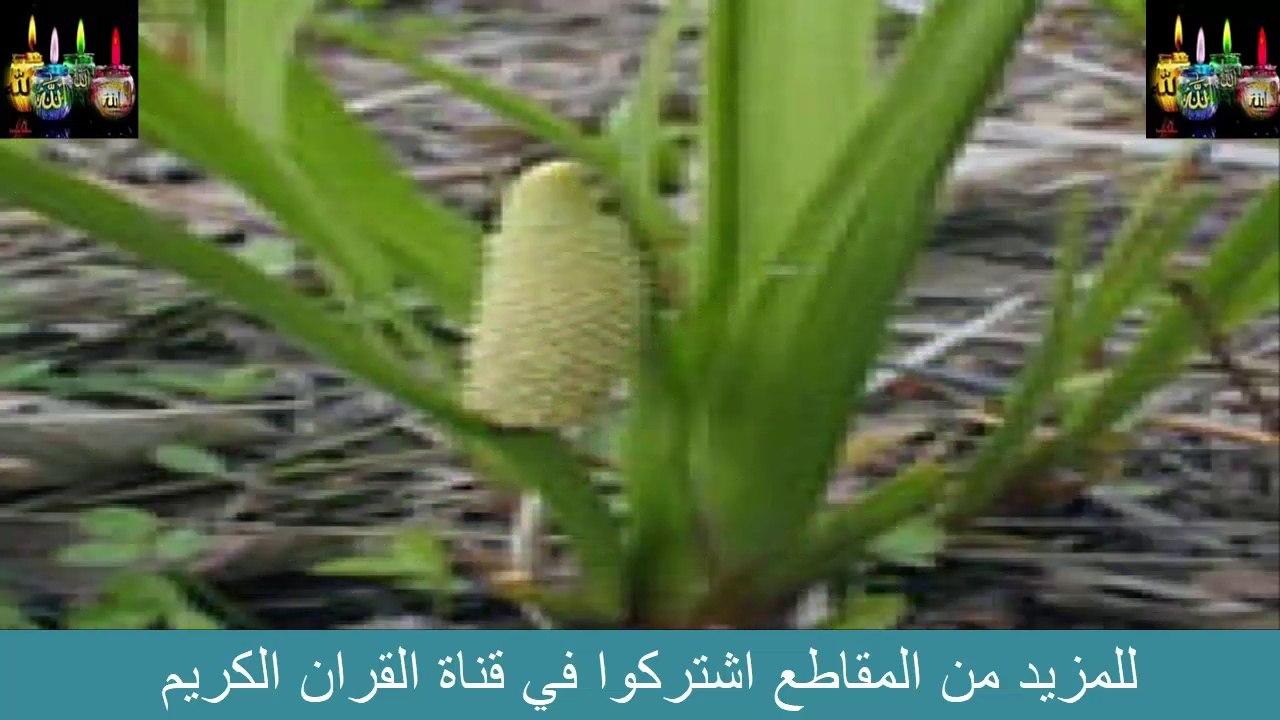 فوائد نبات عود الوج التي لا تعد و لا تحصى