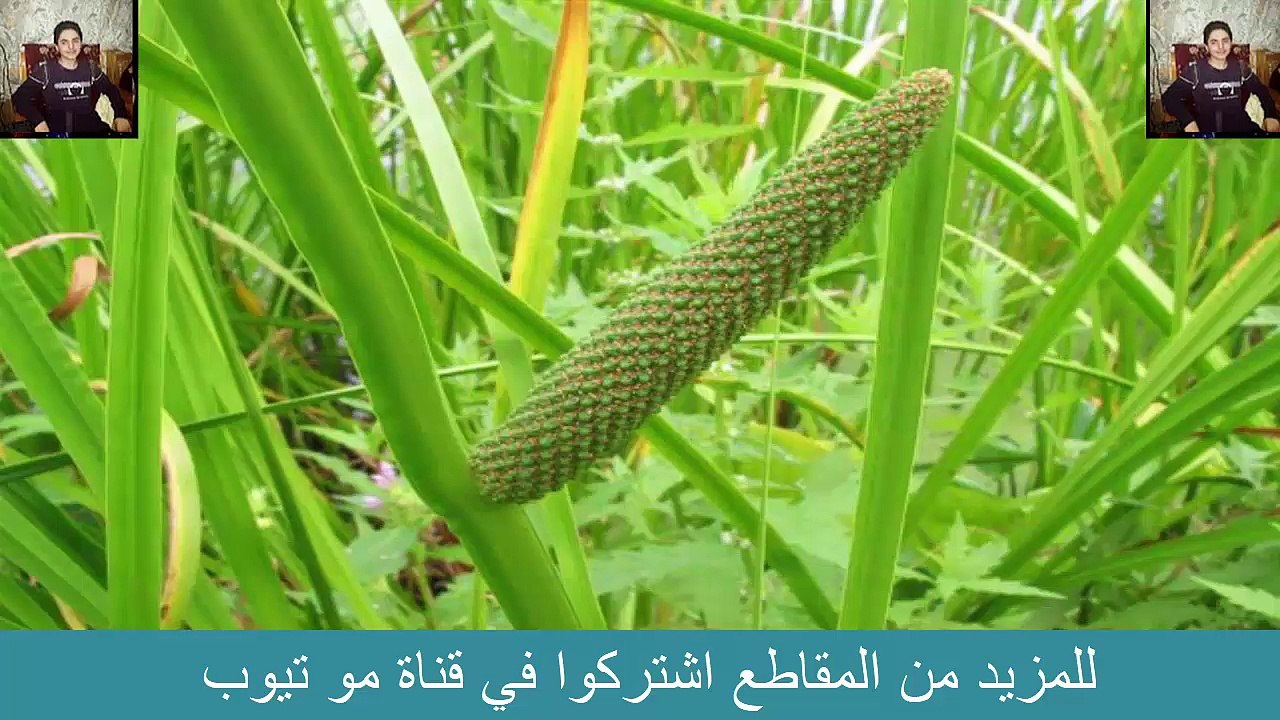 عود الوجه