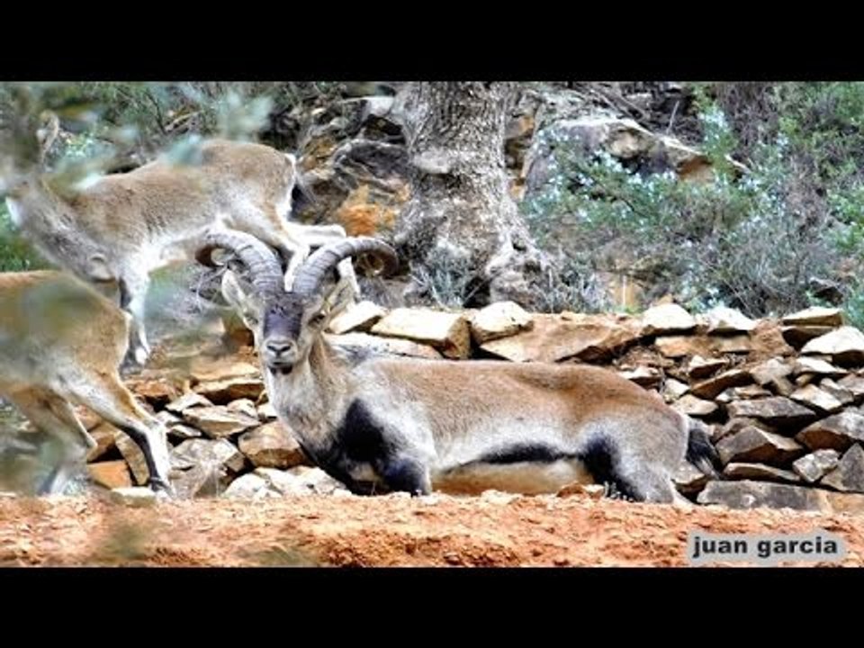 cabras montesas de la sierra del segura /bogarra  /albacete.
