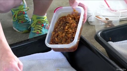 Scientists in Florida are Using Honey to Treat Injured Sea Turtles