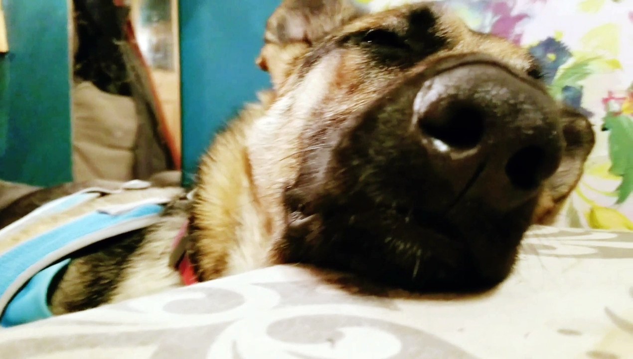 German Shepherd Lullaby