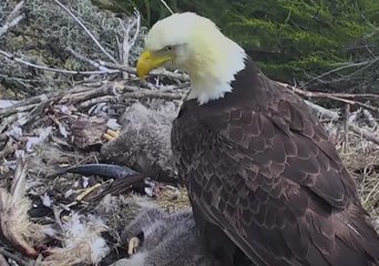 Santa Cruz Island Earthquake Startles Bald Eagle and Chicks