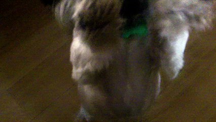 Butter & Scotch's Stand Stop Pose