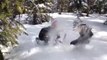 Regardez ce qu'il va découvrir, caché sous la neige en Norvège : oiseau grand tetras