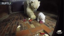 Mamá oso enseña a su cachorro reglas básicas 'de etiqueta'