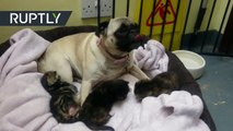 Un pug cuida a tres gatitos como una madre