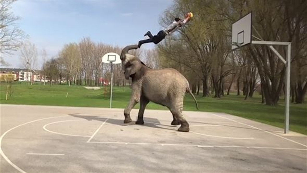 Volltreffer: Elefant wird zum Basketball-Star