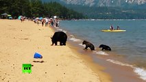 ¡Qué calor!: Una familia de osos se cuela entre bañistas en un lago