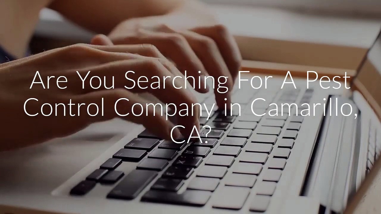 Insight Pest Management : Pest Control in Camarillo, CA