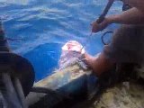 Cambazlar pertlek suyunda  (Küfürlü) balık avı. | Kalkan kardeşler jigging videoları