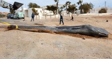 Kıyıya Vuran Dev Balinanın Midesinden 29 Kilo Plastik Poşet Çıktı