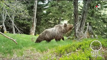 Faune - Au pays des ours