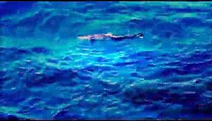 Anamur Sahilde fok balığı avlanırken görüntülendi !! | Kalkan kardeşler jigging videoları