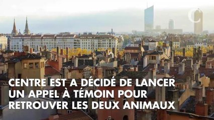 Natcho et Lully, deux chiens d'aveugle, ont été volés à une association