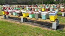 Very important Beekeeping Message to Beekeepers