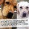 Lyon: Un appel à témoins lancé pour retrouver Natcho et Lully, deux chiens d'aveugle volés