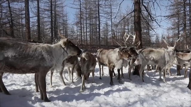 الجزيرة هذا الصباح-الاحتباس الحراري يهدد غزلان الرنة بمنغوليا