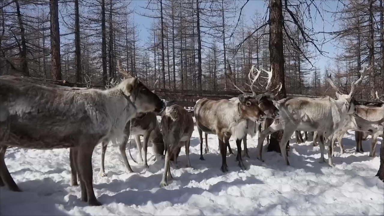 الجزيرة هذا الصباح-الاحتباس الحراري يهدد غزلان الرنة بمنغوليا