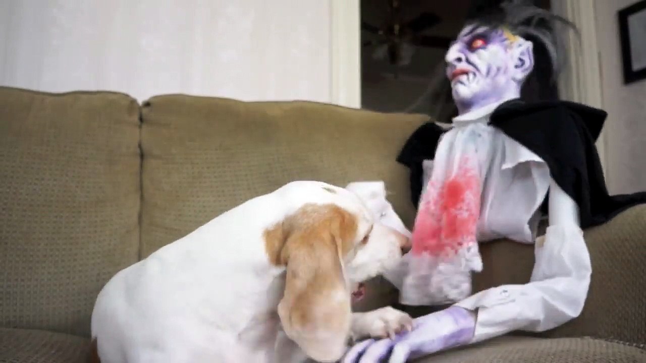 Dog vs. Vampire Prank- Funny Dog Maymo